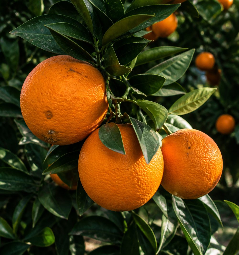 Turunçgil